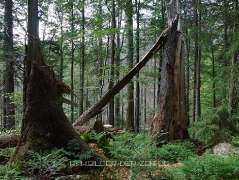 Waldwildnis