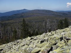 Lusenblick