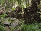 Waldwildnis unterhalb des Lusengipfels