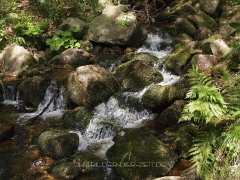 Bach am Seelensteig