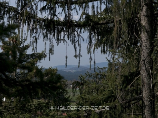 baumwipfelpfad2010-8