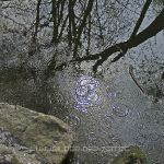 Lichterkringel
