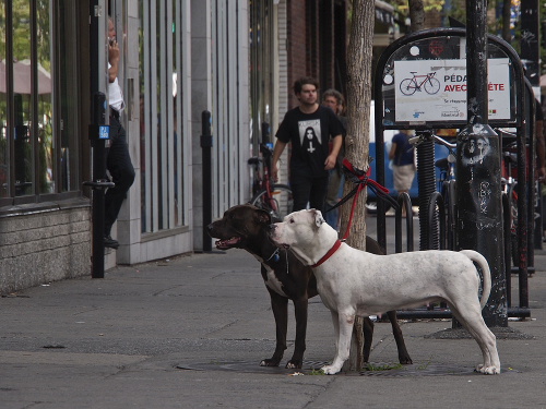 mont-royal-hund