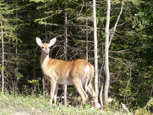 nationalpark-mont-tremblant-27