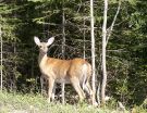 nationalpark-mont-tremblant-27
