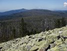 Lusenblick