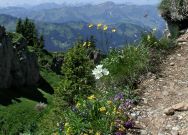 Alpenflora im Nagelfluhgebiet    