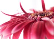 Gerbera